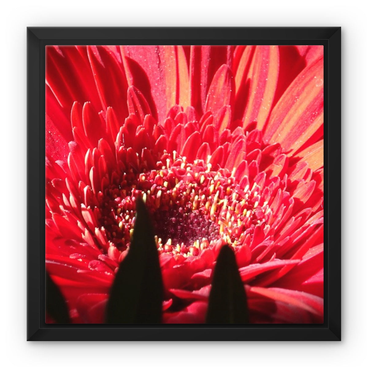 Framed art-picture Canvas Print: CRISANTEMOS ROSE Rose by François De Lievre