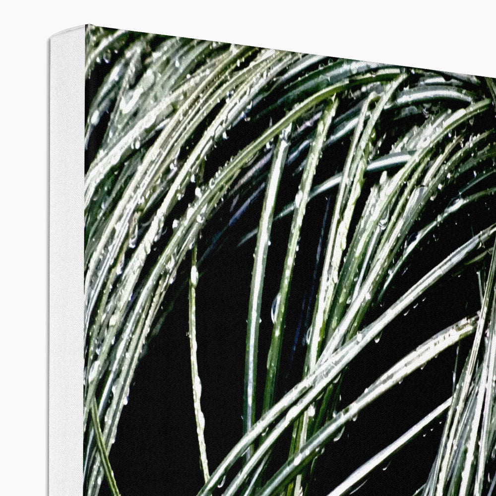 Art-Picture Canvas Print:  WET PLANTS by François De Lievre