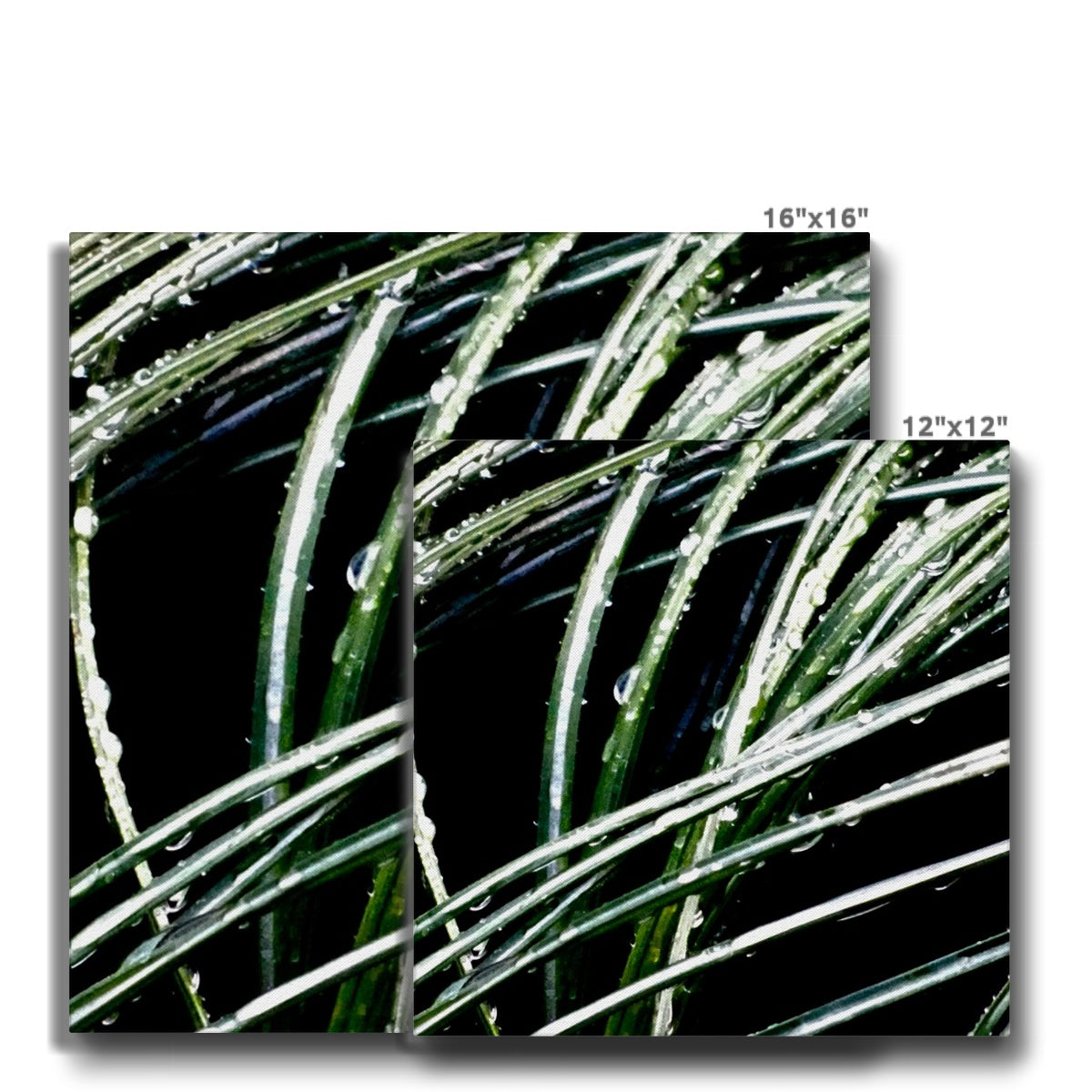 Art-Picture Canvas Print:  WET PLANTS by François De Lievre