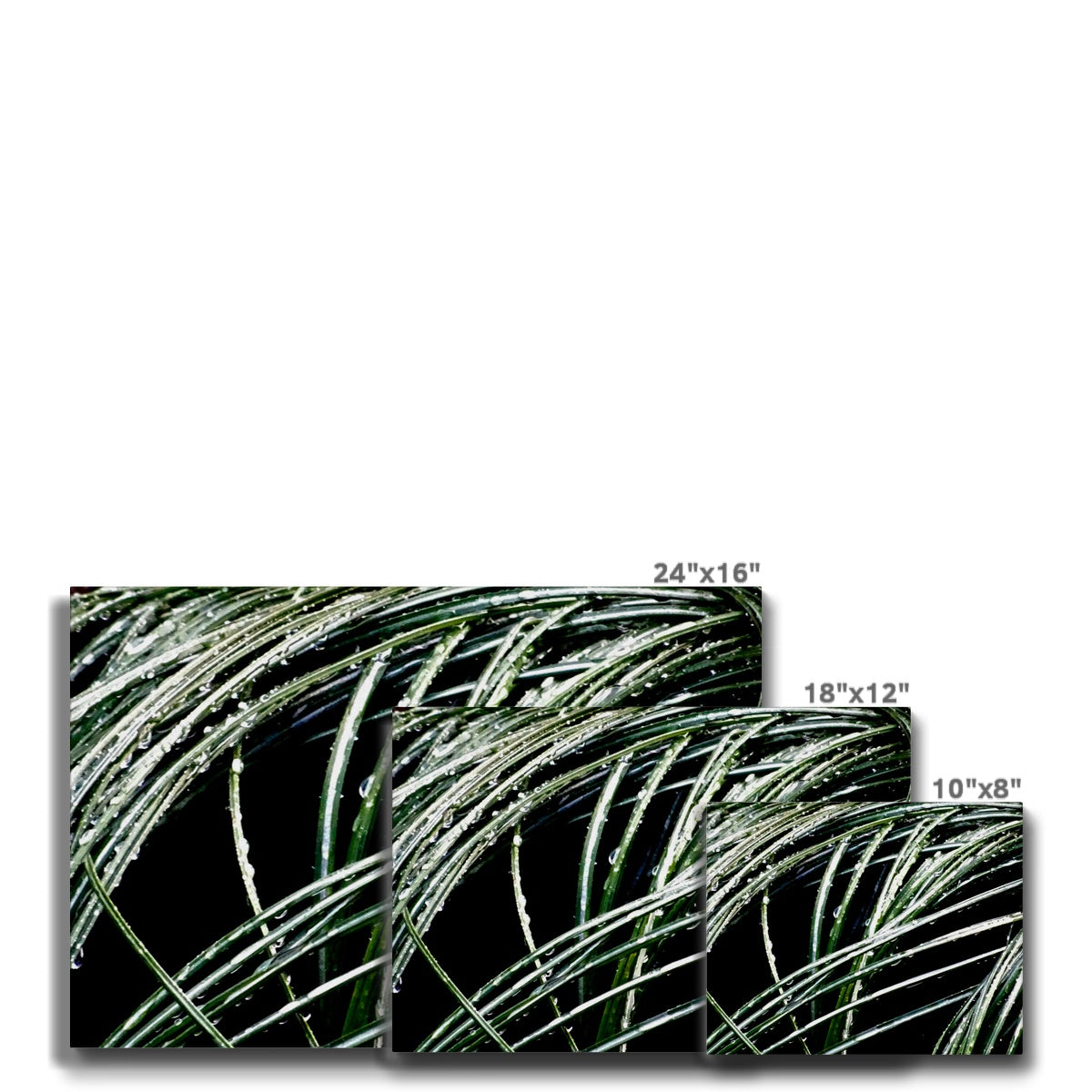 Art-Picture Canvas Print:  WET PLANTS by François De Lievre