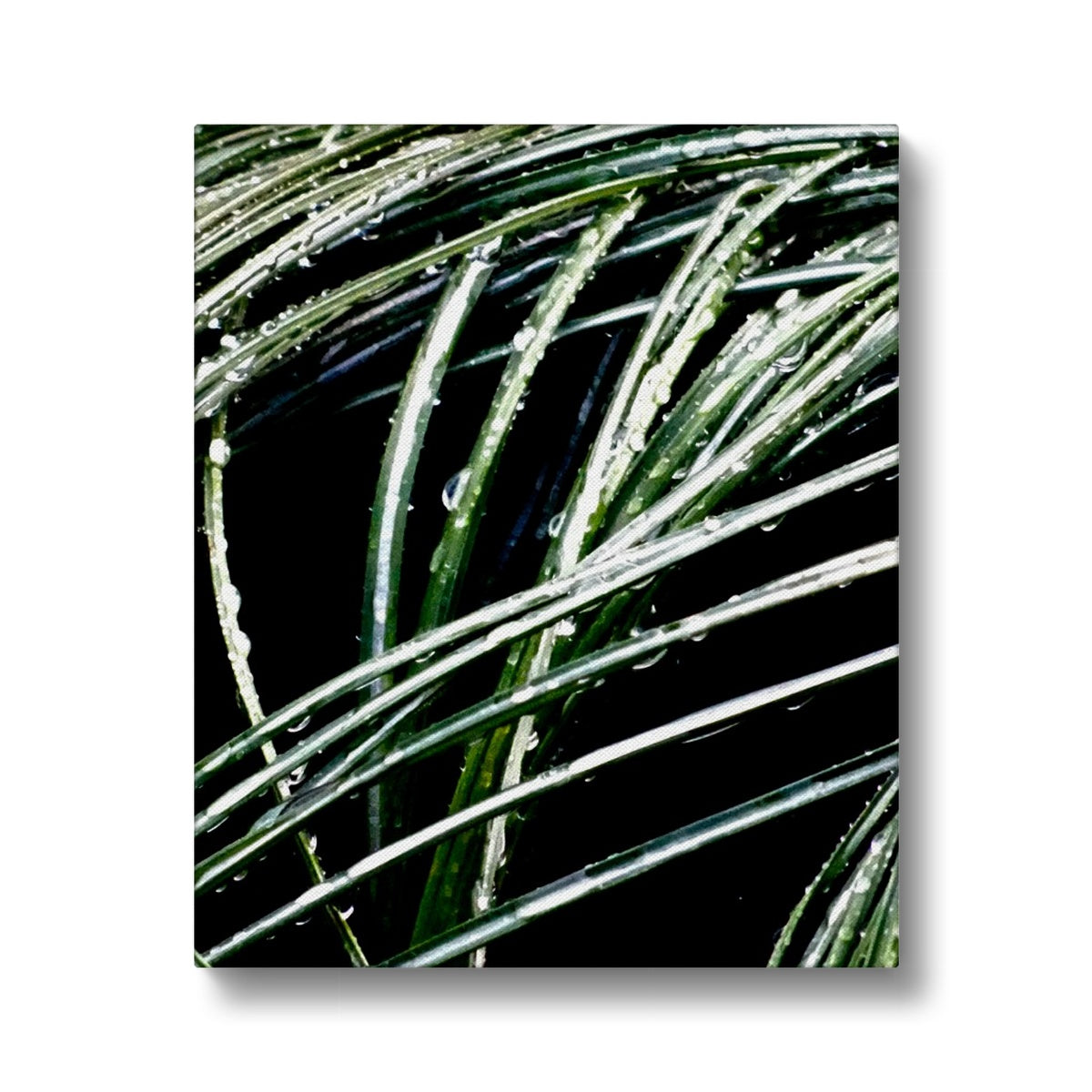 Art-Picture Canvas Print:  WET PLANTS by François De Lievre