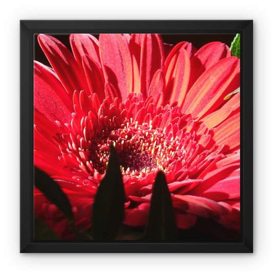 Framed art-picture Canvas Print: CRISANTEMOS ROSE Rose by François De Lievre