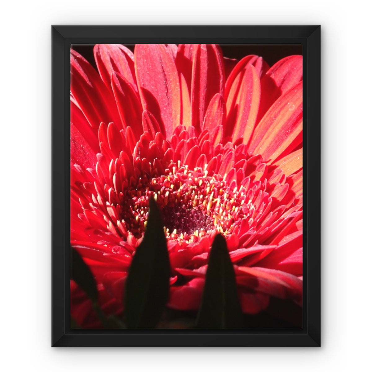 Framed art-picture Canvas Print: CRISANTEMOS ROSE Rose by François De Lievre