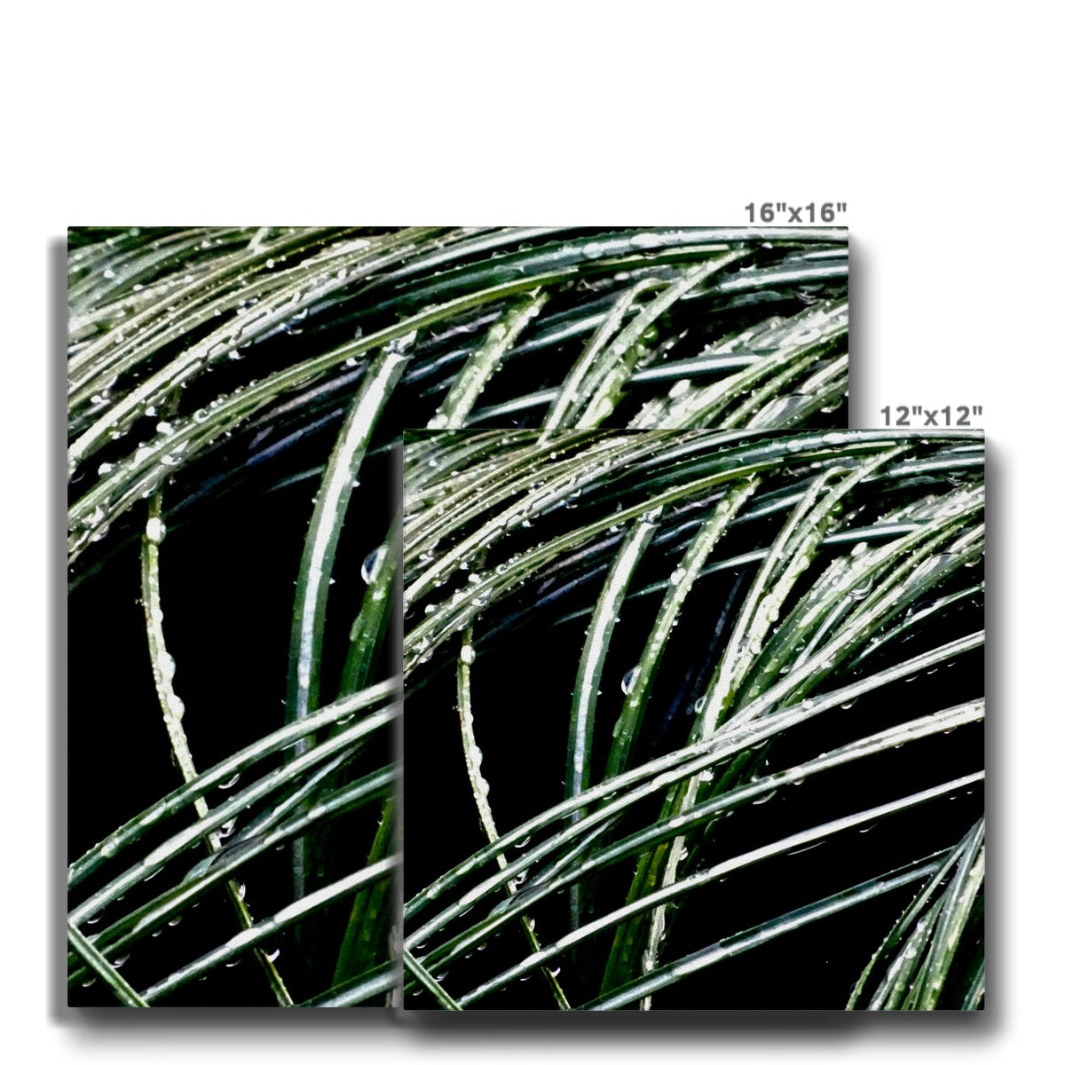 Art-Picture Canvas Print:  WET PLANTS by François De Lievre