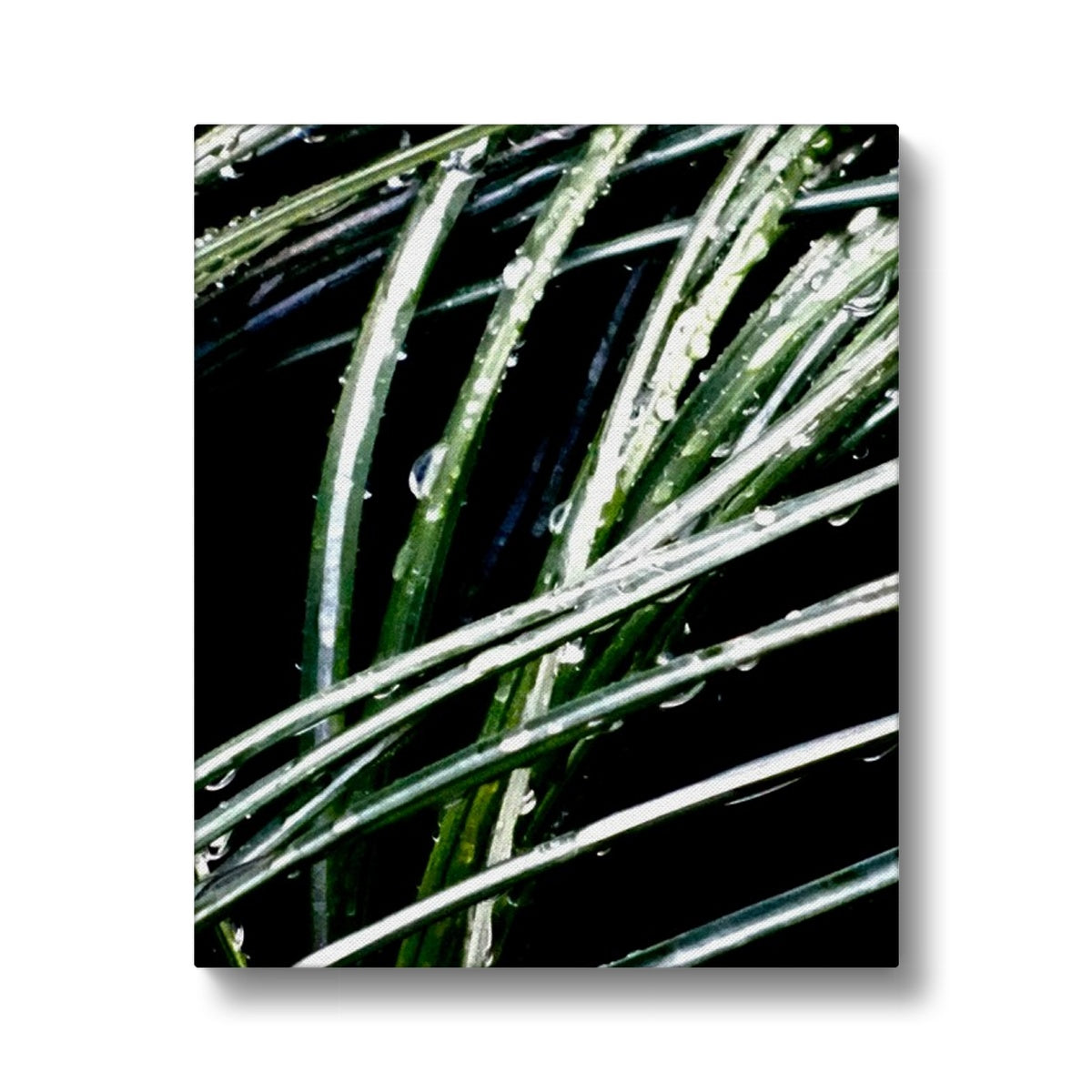 Art-Picture Canvas Print:  WET PLANTS by François De Lievre