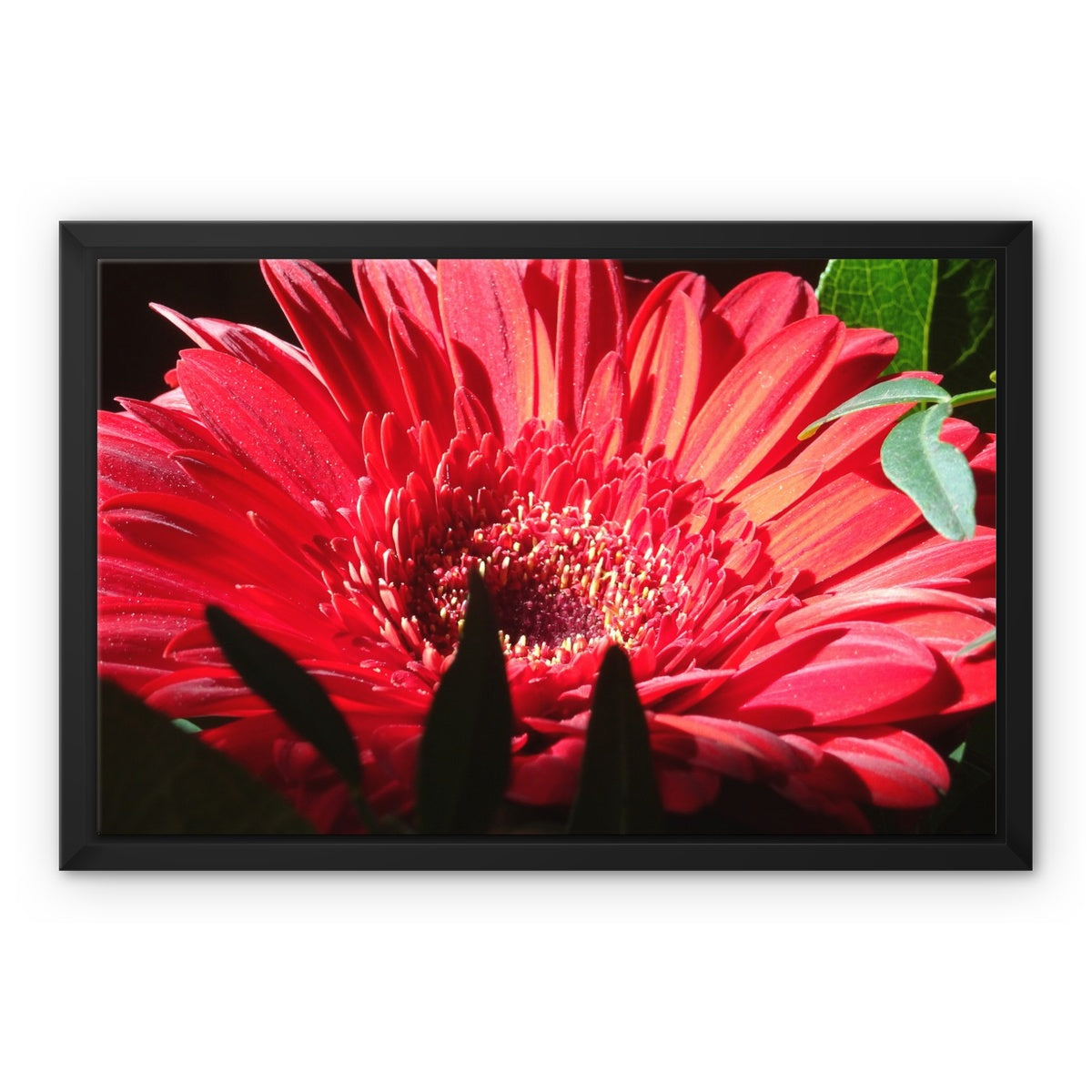 Framed art-picture Canvas Print: CRISANTEMOS ROSE Rose by François De Lievre