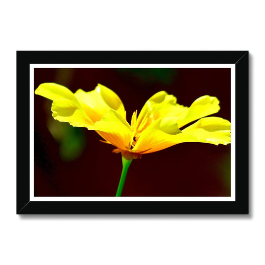 Framed Print: YELLOW FLOWER by François De Lievre