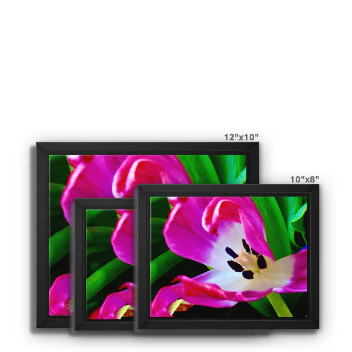 Framed canvas print from Art-Picture "Pink Tulip" by Belgian Artist François De Lievre.