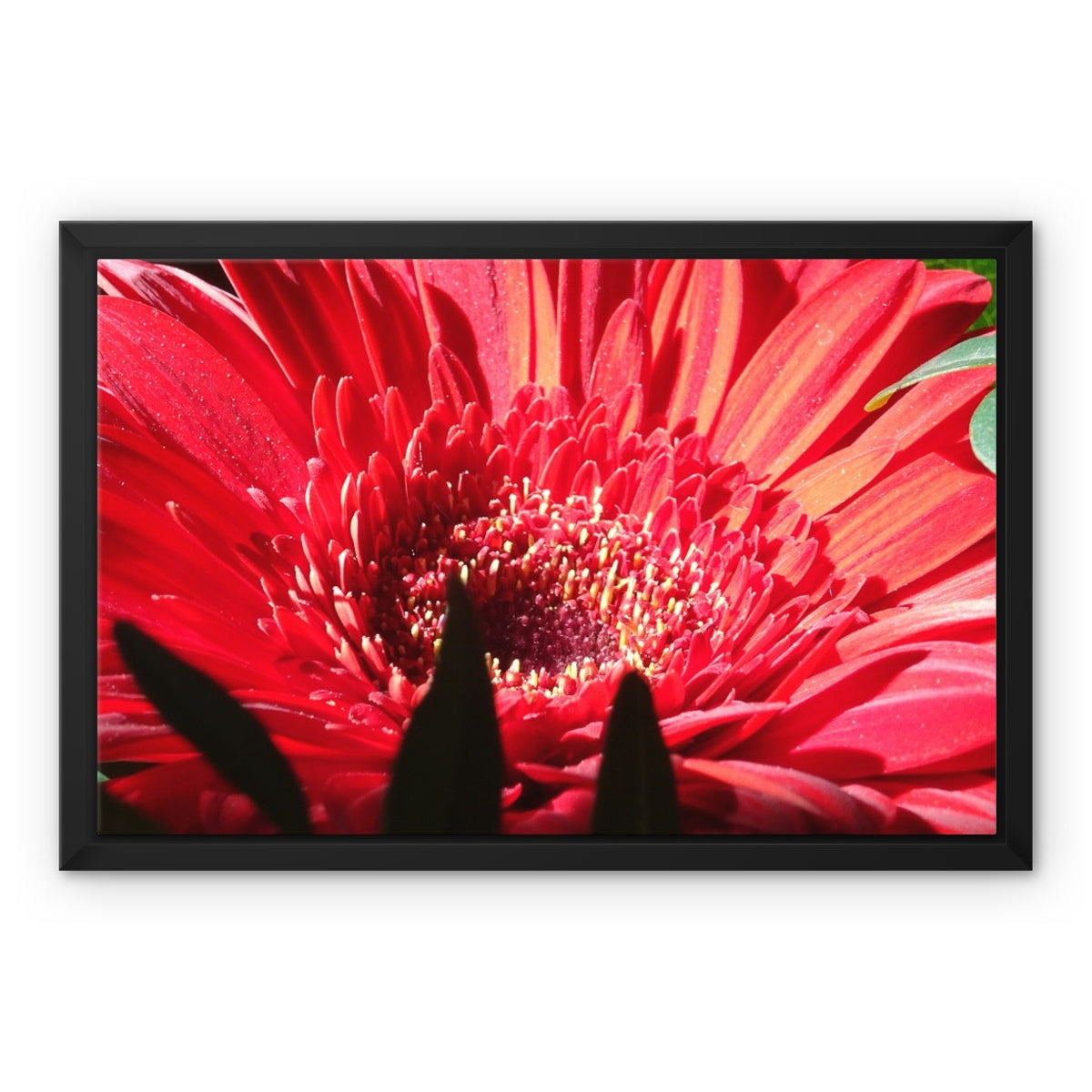 Framed art-picture Canvas Print: CRISANTEMOS ROSE Rose by François De Lievre