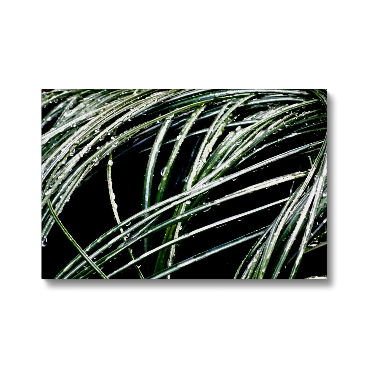 Art-Picture Canvas Print:  WET PLANTS by François De Lievre