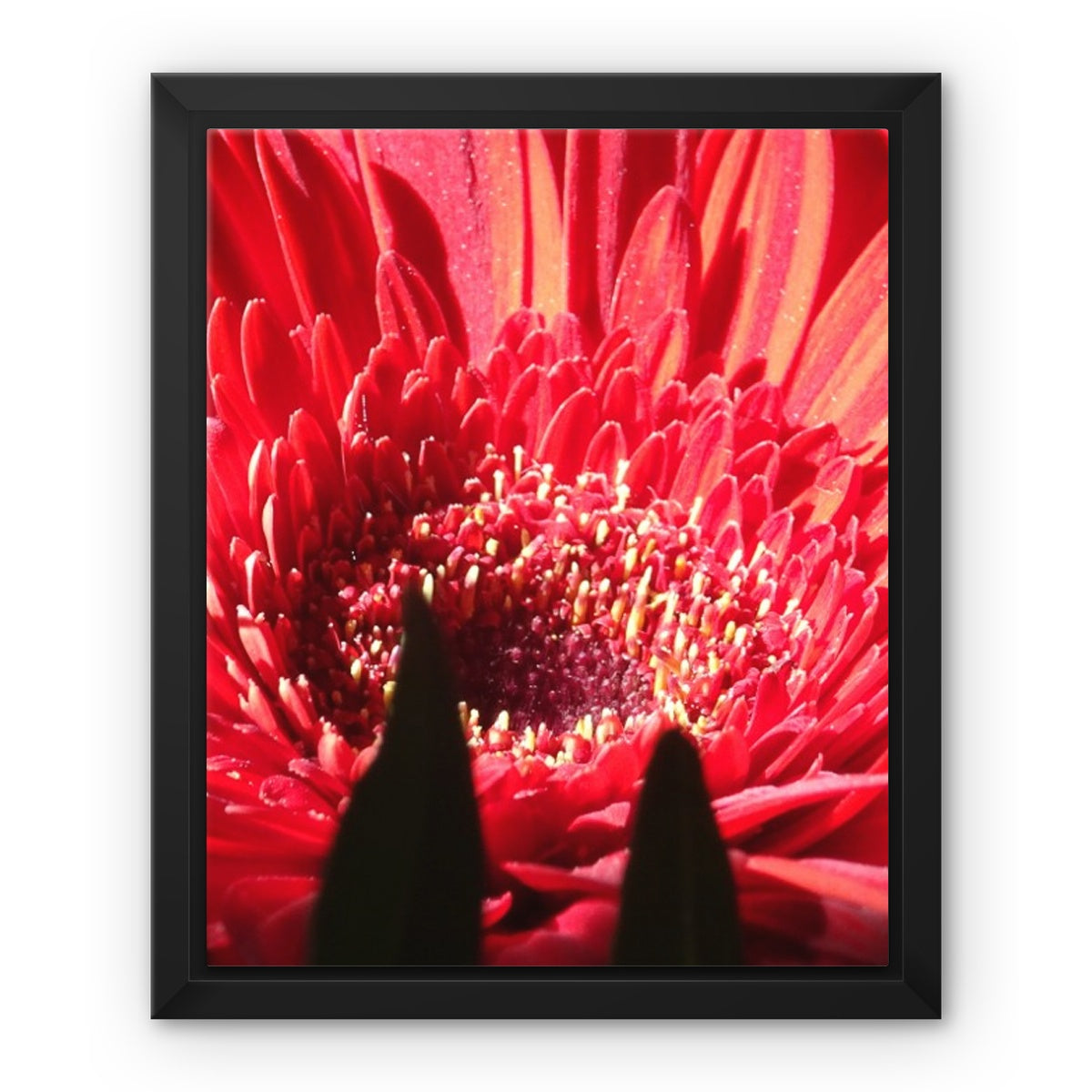 Framed art-picture Canvas Print: CRISANTEMOS ROSE Rose by François De Lievre