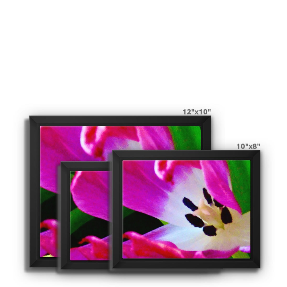 Framed canvas print from Art-Picture "Pink Tulip" by Belgian Artist François De Lievre.