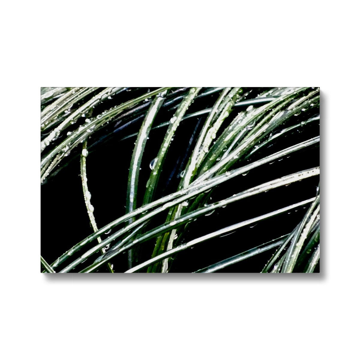 Art-Picture Canvas Print:  WET PLANTS by François De Lievre