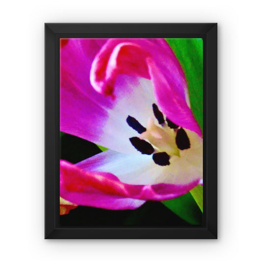 Framed canvas print from Art-Picture "Pink Tulip" by Belgian Artist François De Lievre.