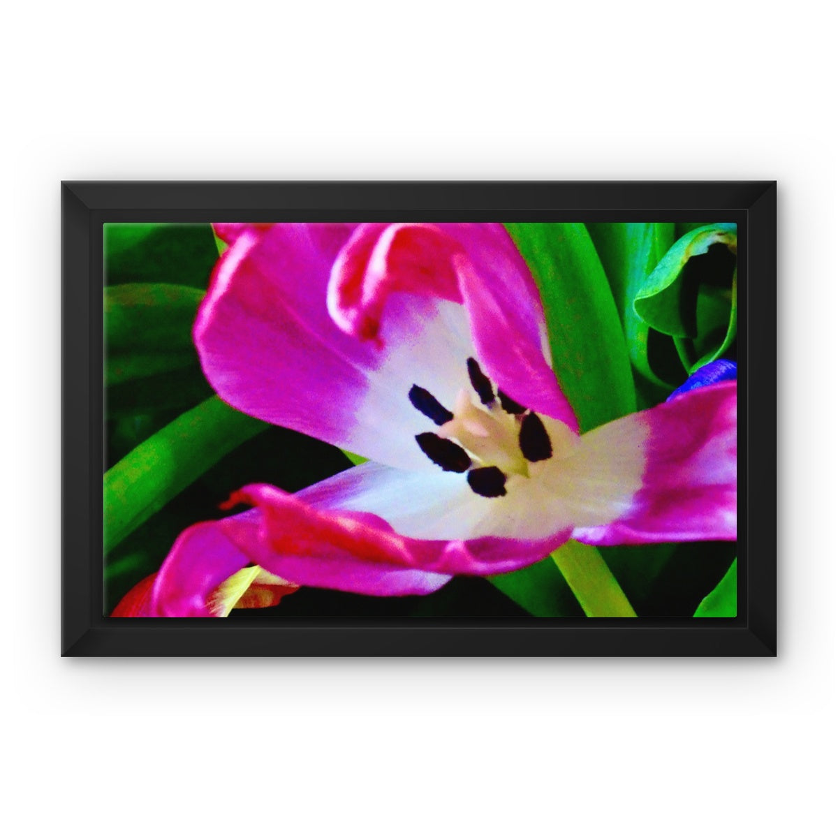 Framed canvas print from Art-Picture "Pink Tulip" by Belgian Artist François De Lievre.